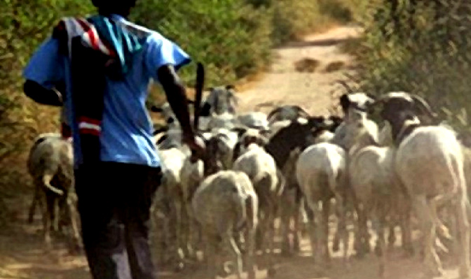 Vols de bétail : un maillon essentiel d'une bande arrêté à Keur Ndiaye Lo