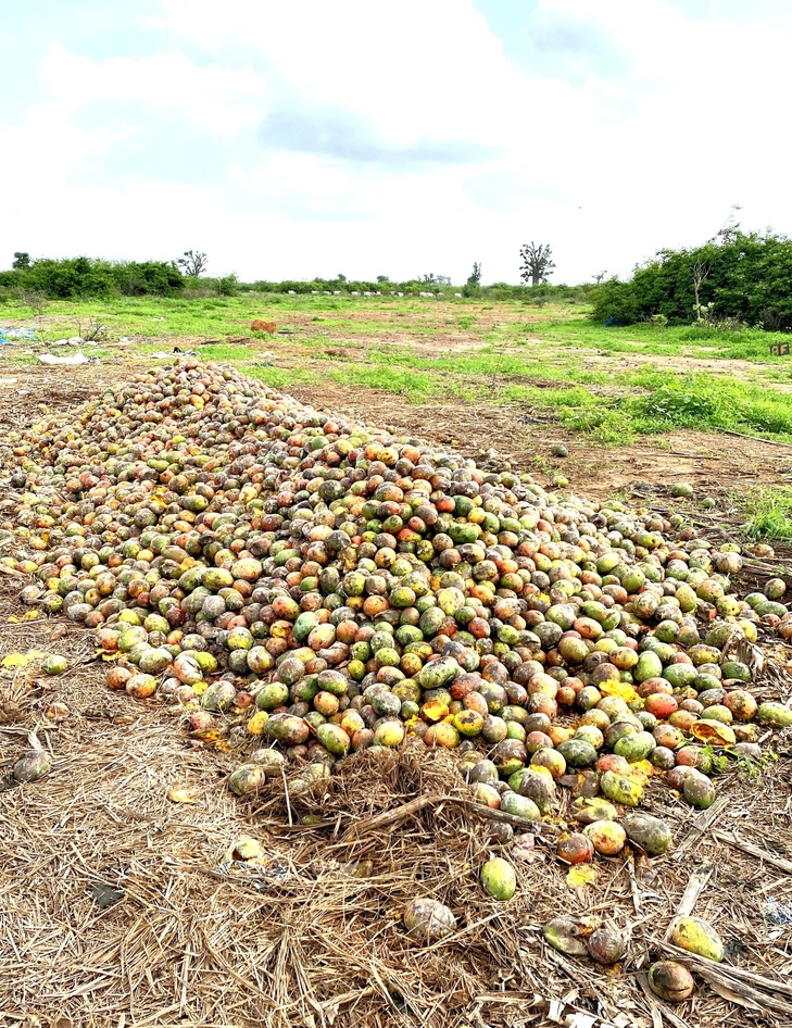 Photos / Julien Potron, CEO de Nadji.Bi Group : "Les mangues pourrissent sur la route des Niayes"