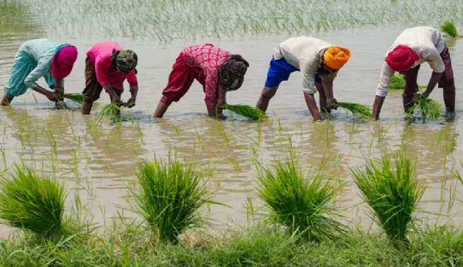 Agriculture sinistrée : Niassène submergée, les paysans de Fatick désespérés après les pluies torrentielles