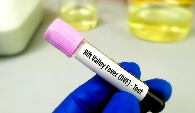 Fièvre de la vallée du rift: FVR : 124 patients guéris à Saint-Louis sur 158 malades