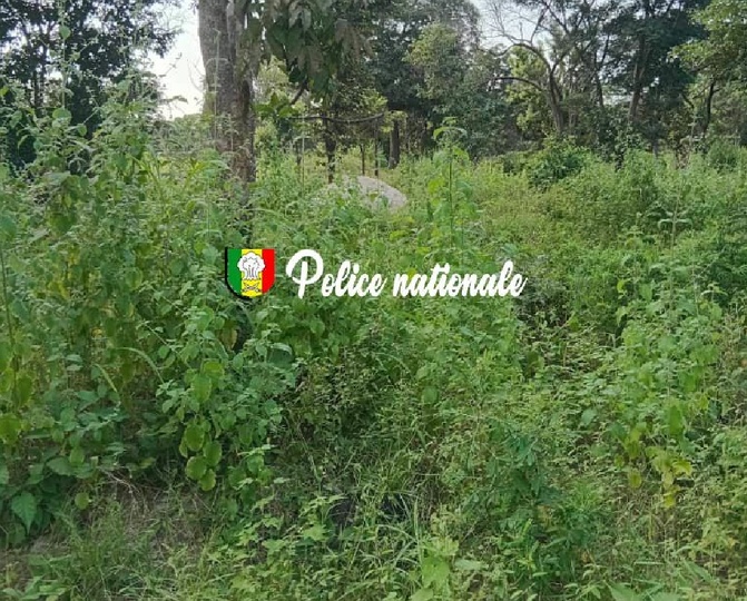 La Brigade des stupéfiants frappe encore en Casamance : Trois cultivateurs de chanvre indien arrêtés à Djibidione