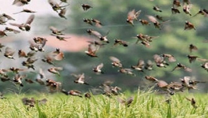 A Matam, des champs ravagés : Les oiseaux granivores dévastent des hectares de cultures dans la commune d’Ogo
