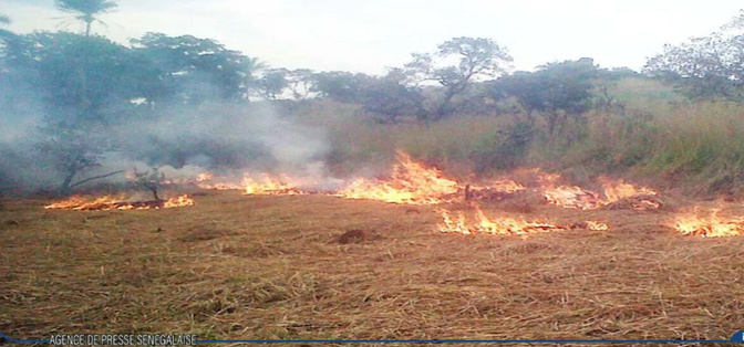 Plusieurs villages des communes de Ndiayène Pendao et Gamadji Saaré, touchés par un feu de brousse (sous-préfet)