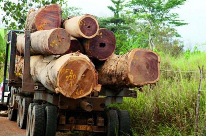 Vélingara : 150 arrestations en un an, dans la lutte contre la déforestation