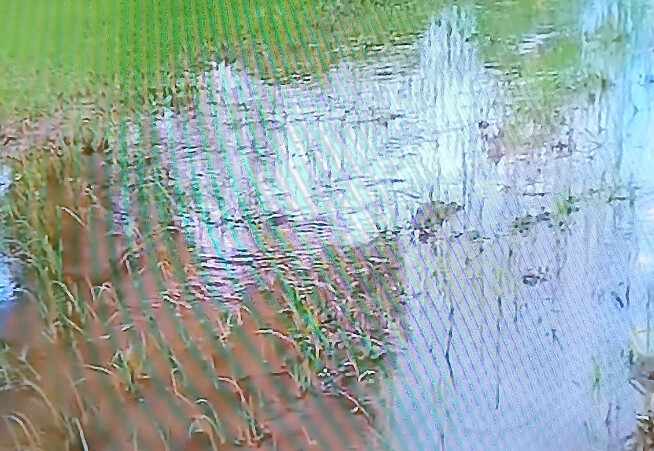 Bassin de l’Anambé : Les producteurs dénoncent un “chantier abandonné” et appellent l’État au secours