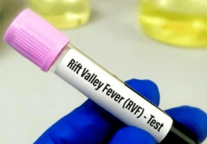 Fièvre de la Vallée du Rift : La région de Saint-Louis en bonne voie pour la fin de l’épidémie