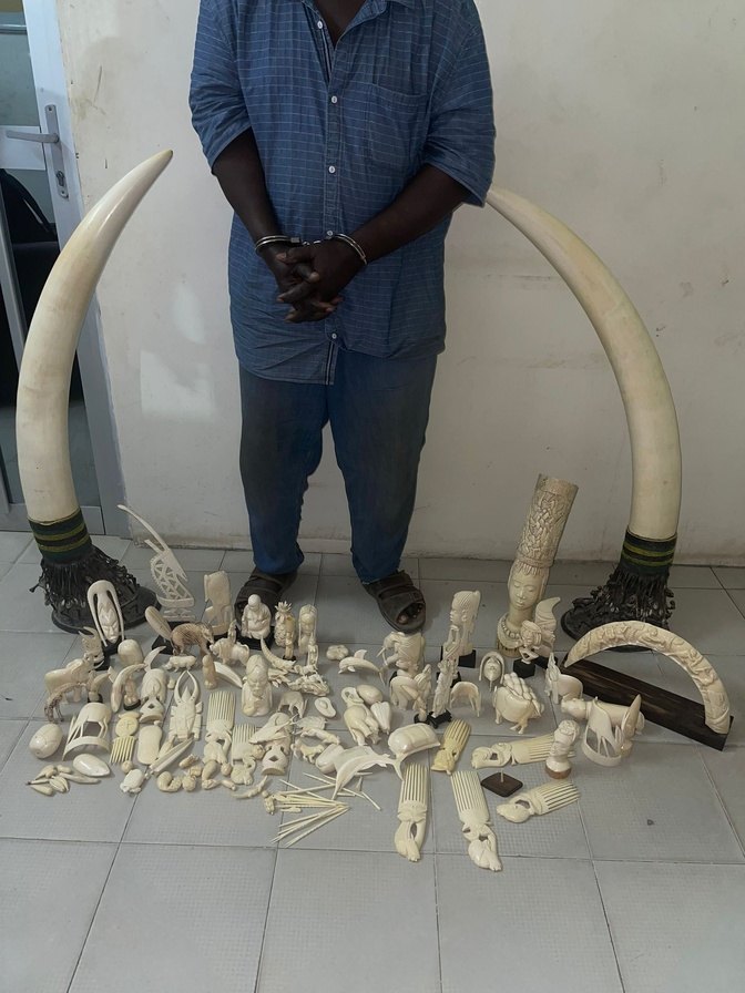Criminalité faunique : 50 kilos d’ivoire d’éléphant saisis à Dakar