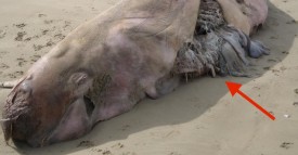 Ces 13 baleines se sont échouées sur une plage allemande. Ce que contenait leur ventre est dramatique !