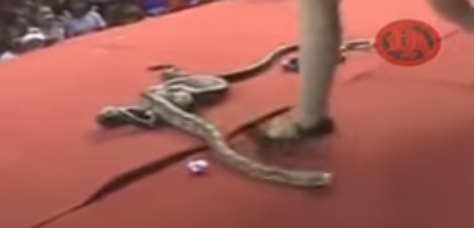 Vidéo - Une chanteuse meurt après avoir été mordue par un cobra sur scène
