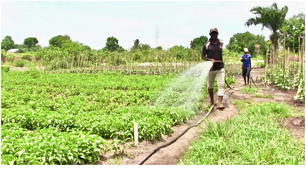 Thiès : Des producteurs maraîchers en détresse dénoncent la mauvaise gestion du matériel agricole, la mévente et le pourrissement des produits