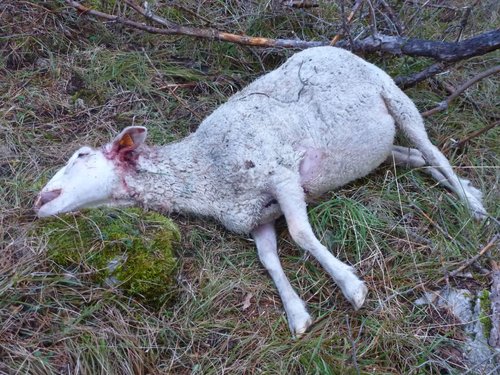 Keur Massar : 45 jours ferme pour Ibrahima Ndong qui a voulu vendre un mouton mort à une dibiterie