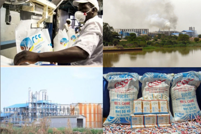 Concurrence déloyale et afflux massif de sucre importé : La  CSS, un fleuron menacé de fermeture par l’anarchie des Dipa, 8 000 emplois en jeu