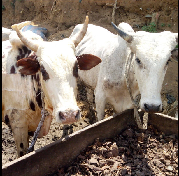 Vol de bétail à Bambilor: le chef de Gang arretè par la gendarmerie