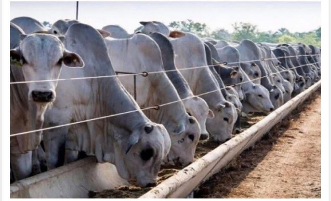 Réception des 1 050 bovins en provenance du Brésil : L'État se fixe un objectif de 150 000 têtes