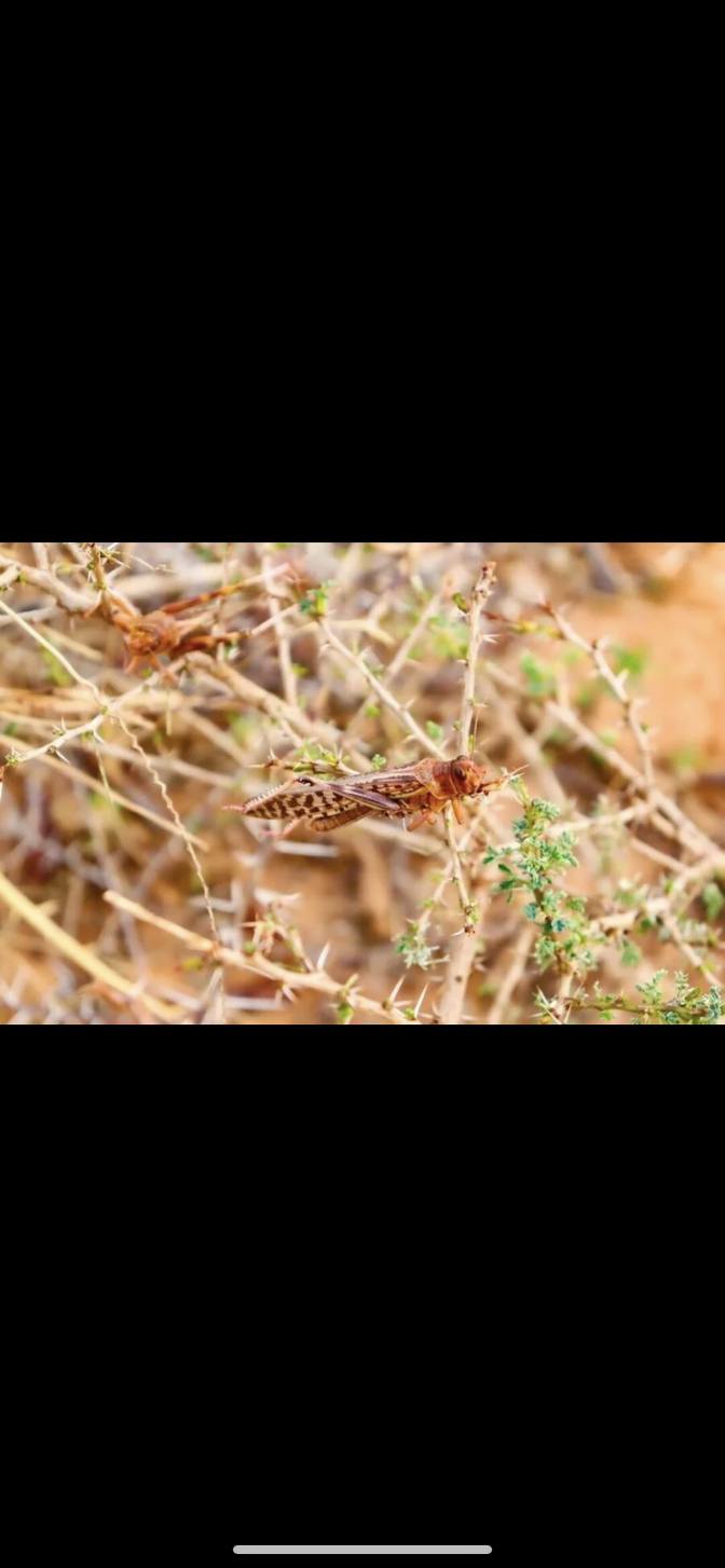 Criquets pèlerins : Le Sénégal renforce la riposte pour protéger les cultures dans le nord