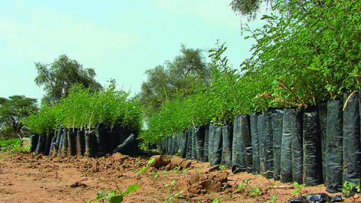 Environnement : Dakar abrite une conférence sur la grande muraille en mai