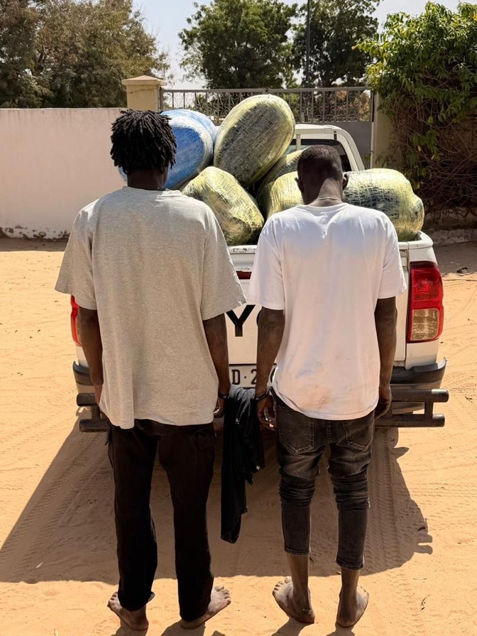 Lutte contre les trafics illicites : D’importantes quantités de cuisses de poulet et de chanvre indien saisies par les Douanes