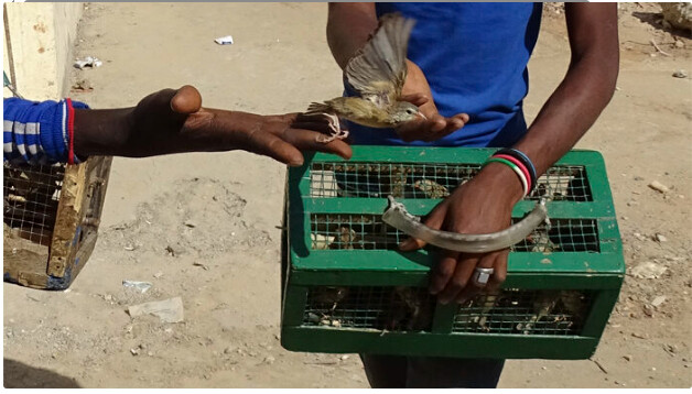 Vente d’oiseaux en cage : La Police nationale lance une vaste opération pour mettre fin à cette pratique