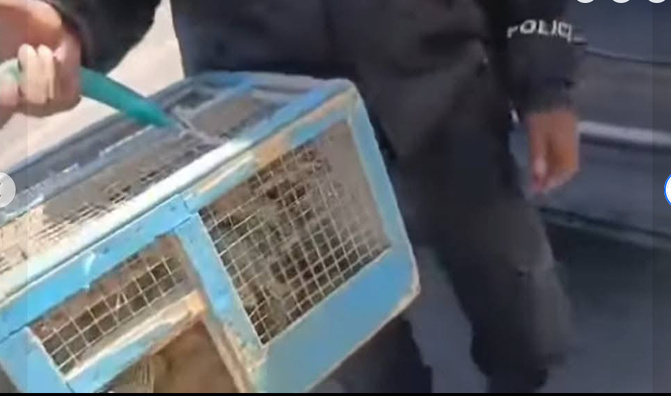 Vente d’oiseaux en cage : La Police nationale lance une vaste opération pour mettre fin à cette pratique
