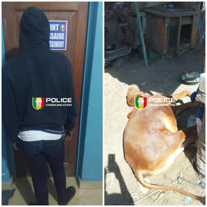 Grand-Yoff : Un individu interpellé pour abattage clandestin et vente de viande impropre à la consommation