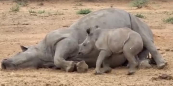 Le bébé rhino veut réveiller sa maman tuée par des braconniers. Mais regardez ce que le petit est devenu ensuite!