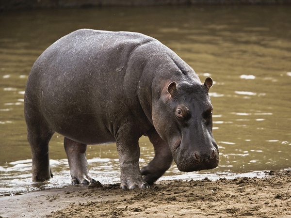 Alerte rouge : L’hippopotame de Gouloumbou refait surface
