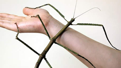 Voici l'insecte le plus long du monde