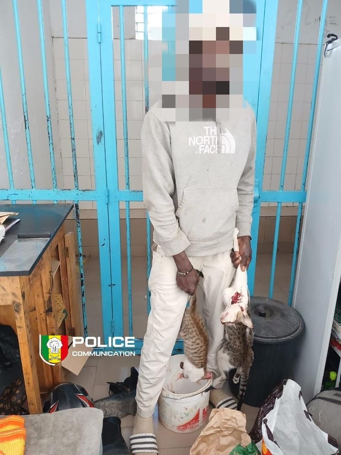 Corniche : un suspect déféré pour vente présumée de viande de chat