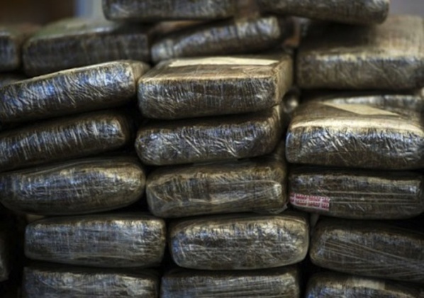Trafic de chanvre indien : L'Ocrtis saisit 300 kg de yamba sur un trafiquant recidiviste notoire