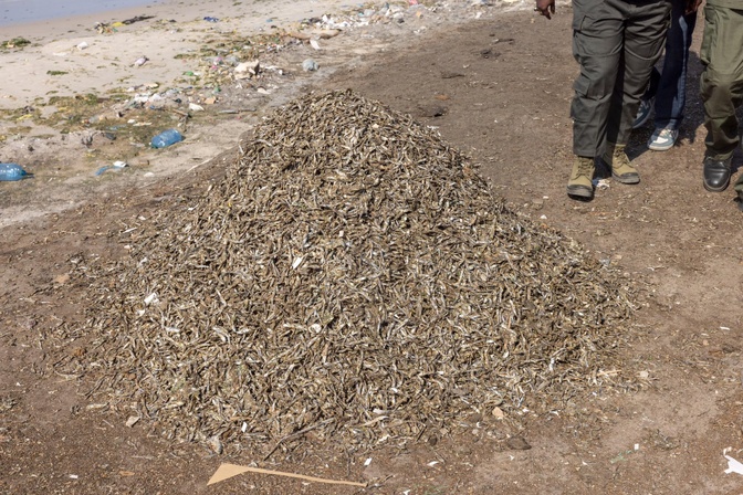 Mbao : Importante saisie de juvéniles de poissons par l’AMP de Gorée