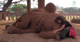 La dresseuse s’agenouille près de l’éléphant dans l’enclos. Regardez ce qu’il se passe quand elle commence à chanter!