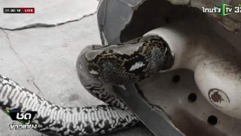 Aux toilettes, il se fait mordre le sexe par un python de trois mètres