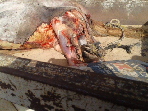 Photos: les images du cheval tué et en cours de dépeçage...au Technopole 