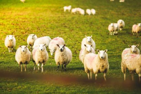 Des moutons défoncés au cannabis menacent un village gallois