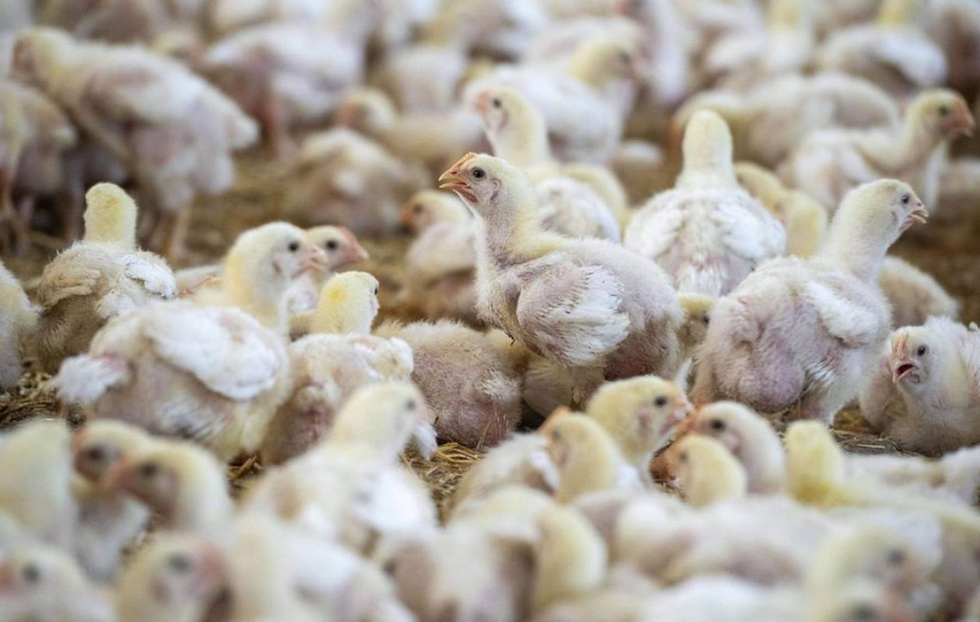 Santé publique : Un cas de grippe aviaire H9N2 détecté en Italie après un séjour au Sénégal