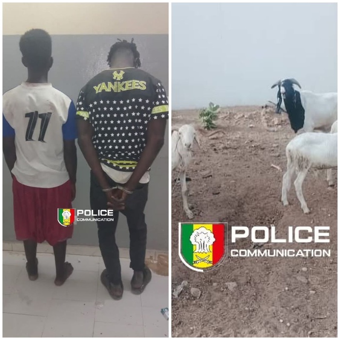 Vol de bétail : deux suspects arrêtés, un complice en fuite