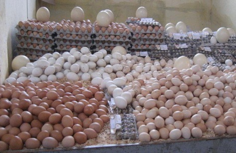 Ouakam : Des œufs impropres à la consommation volés installent l'inquiètude