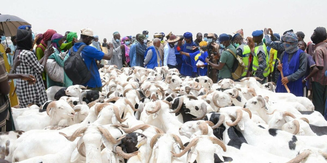 Tabaski 2026 : le Sénégal et le Mali renforcent leur coopération pour l’approvisionnement en moutons