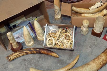 Criminalité faunique à Ziguinchor : Saisie de 1081 pièces d’ivoire, poils d’éléphants, trophées de lion et 16 carapaces de tortues vertes