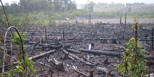 Pillage des forêts en Casamance : Le Collectif des cadres casamaçais tirent la sonnette d'larme