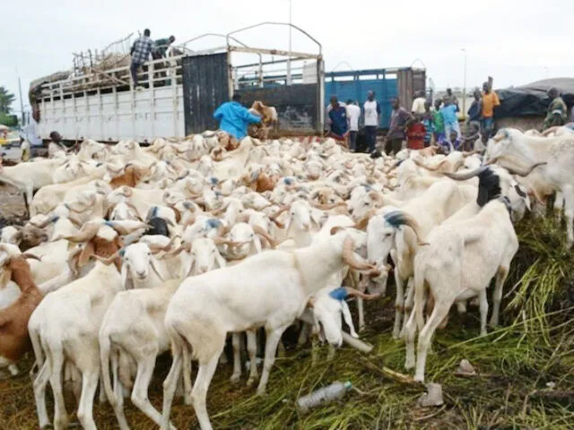Dahra Djoloff : deux présumés voleurs de bétail arrêtés avec 24 moutons
