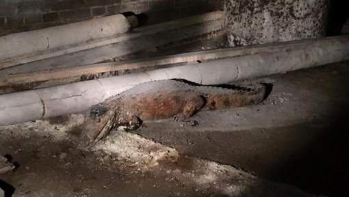 La police d'Amsterdam découvre un crocodile dans une cave
