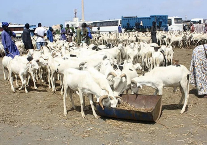 Tabaski 2026 : plus de 490 000 moutons déjà recensés à deux semaines de la fête