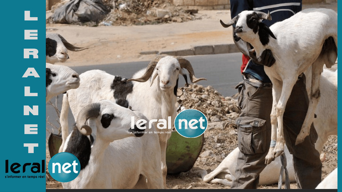 Tabaski 2026 : Le Sénégal fixe la fête au 28 mai, le Maroc au 27 mai