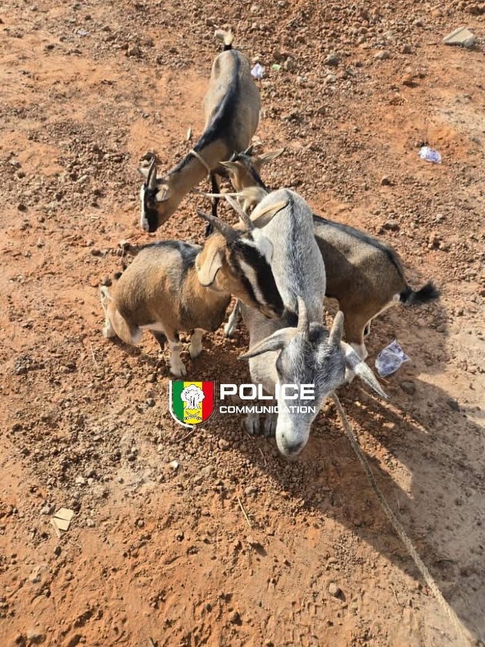 Vol de bétail à Nioro : un suspect interpellé après plusieurs jours de cavale