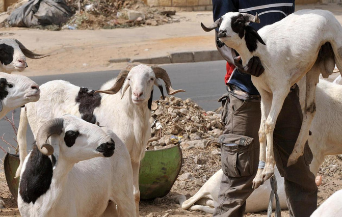 Kaolack : un vendeur de moutons grièvement blessé lors d’une tentative de vol