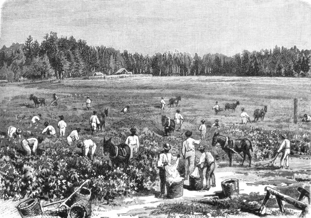 Histoire : quand l’Espagne interdisait les esclaves wolofs, mandingues et musulmans en Amérique