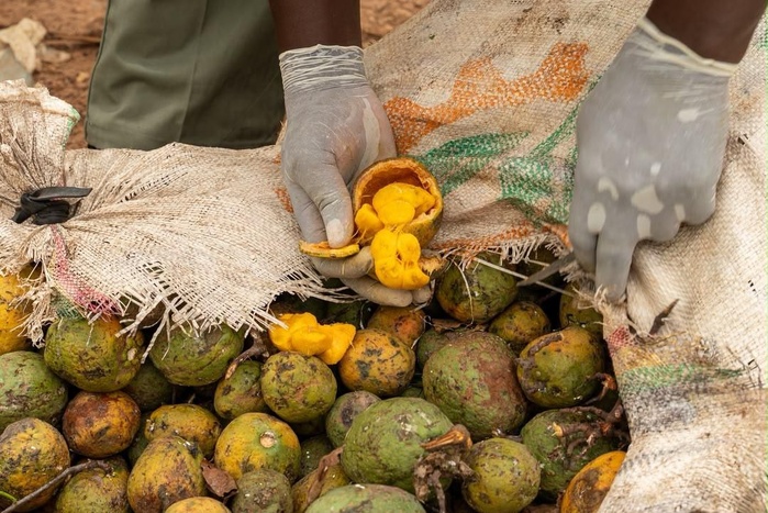 Saisie record de 970,6 kg de cocaïne sur l’axe Koumpentoum-Koungheul Saisie record de 970,6 kg de cocaïne sur l’axe Koumpentoum-Koungheul
