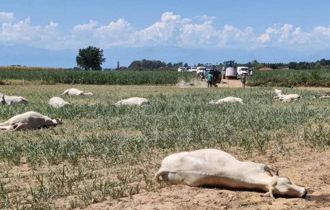 Kaffrine : 22 bovins décimés après une intoxication au sorgho, les éleveurs appelés à la vigilance