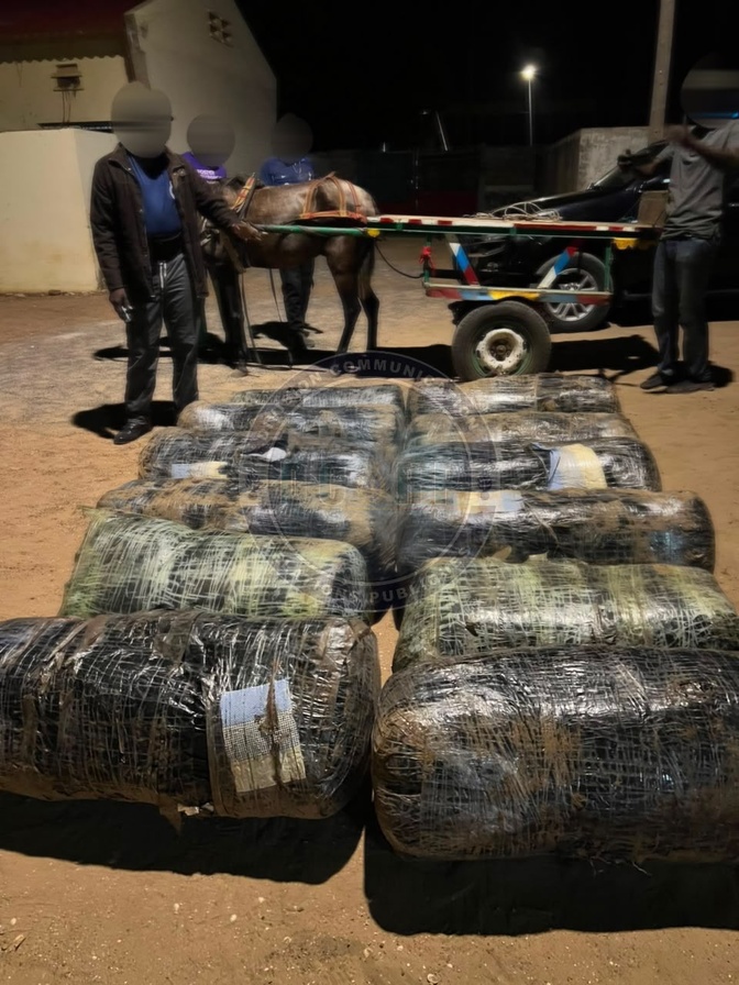 Trafic de drogue : la Gendarmerie intercepte 360 kg de chanvre indien à Joal